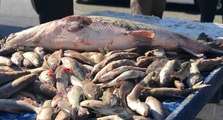 80 kiloluk dev balık tezgâhta alıcı buluyor