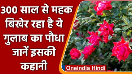 Jharkhand:300 सालों से खुशबू बिखेर रहा है ये गुलाब का पौधा, जानें इसकी कहानी | वनइंडिया हिंदी