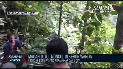 BKSDA Pasang Perangkap Macan Tutul , Di Kebun Warga