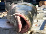 80 kiloluk dev balık tezgahta alıcı buluyor