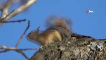 Yüksekova'nın meşhur sincapları bölgeye renk katıyor