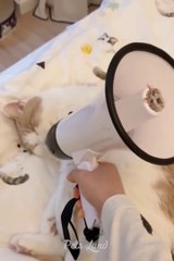 Try Not To Laugh | Don't try | Funniest Animals Best Of 2022 | Funny Animal Videos