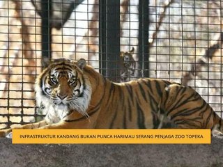 Infrastruktur kandang bukan punca harimau serang penjaga Zoo Topeka