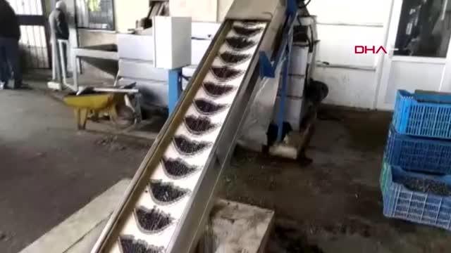 ŞARKÖY'ÜN ZEYTİNYAĞI SABUNU İLGİ GÖRÜYOR