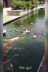 Try Not To Laugh | Don't try | Funniest Animals Best Of 2022 | Funny Animal Videos