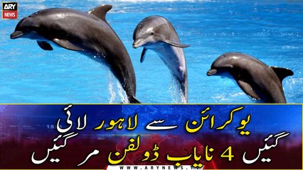 Dolphins imported from Ukraine for Lahore show die