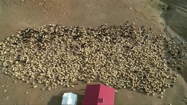 Küçükbaş hayvan yetiştiricileri çoban sorununa çözüm arıyor