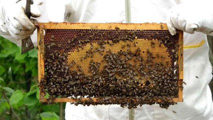 Başkan Çifçi: "Bal ihracatı son dönemde çok arttı"