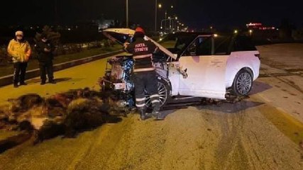 Cip sürüye daldı; 58 koyun öldü