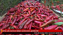 Örtü altı kırmızı biber üreticisini güldürdü