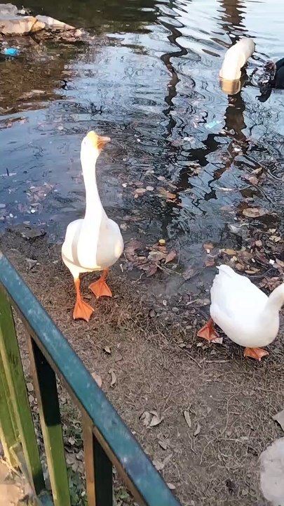 White Geese Sounds By Kingdom Of Awais