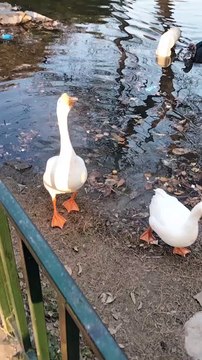 White Geese Sounds By Kingdom Of Awais