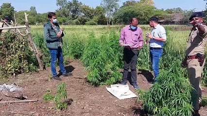 Gujarat Hindi News : गांजे की खेती पकड़ी, 3 लाख का गांजा जब्त