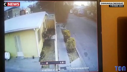 DES CENTAINES D'OISEAUX MEURENT MYSTÉRIEUSEMENT EN MÊME TEMPS AU MEXIQUE