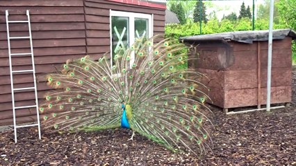 ஜெர்மனி  காமாட்சி அம்பாள் மயில்# Germany Kamatchi Ambal Peacock