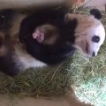 Panda ve Yavruları