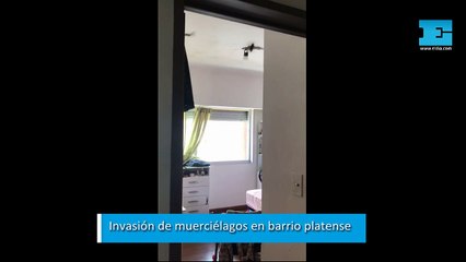 Invasión de murciélagos en barrio platense