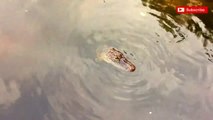 Feeding Alligator Florida wild animals