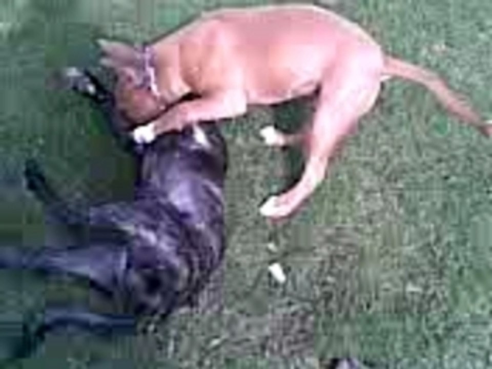 Rony et cane corso