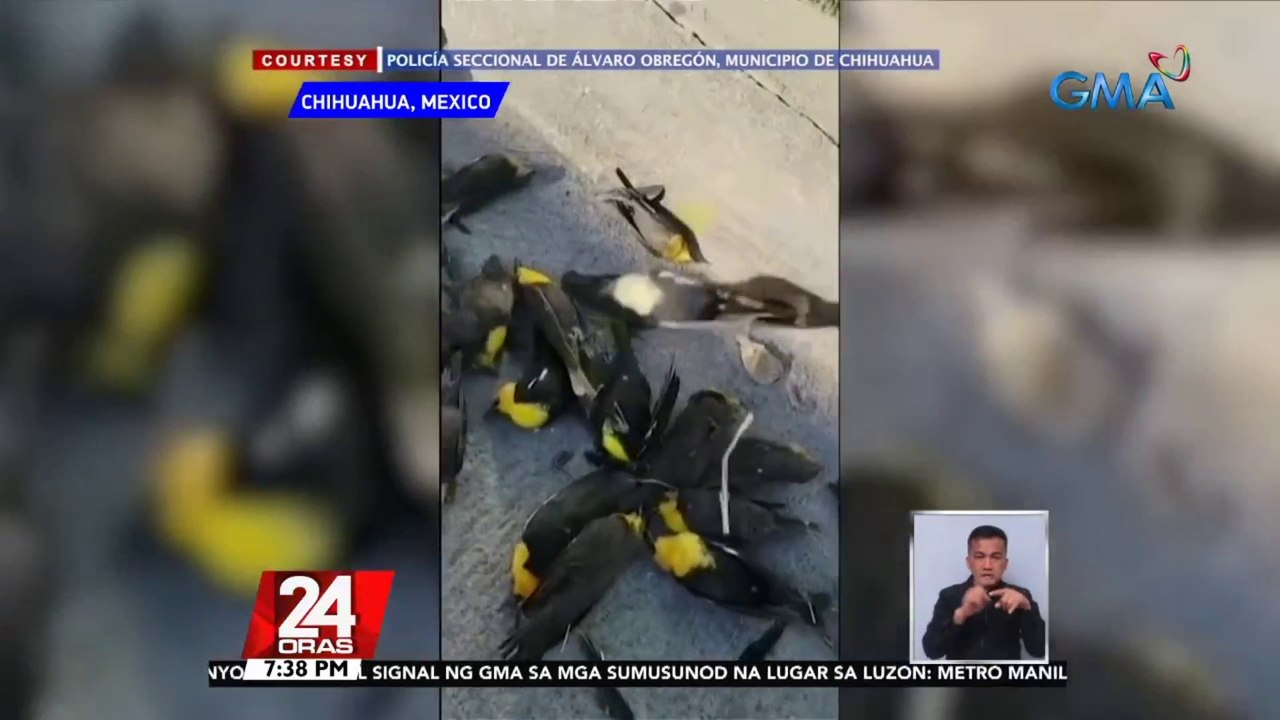 Daan-daang yellow-headed blackbirds, biglang bu...