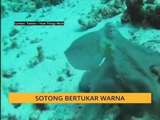 #Bualan 7 Mac: Sotong bertukar warna