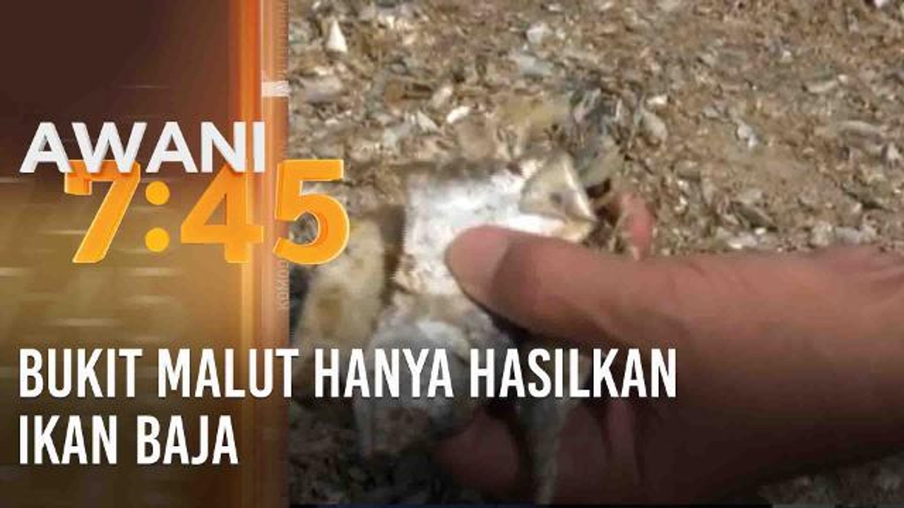 Bukit Malut hanya hasilkan ikan baja