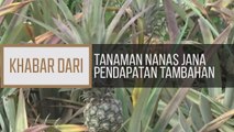 Khabar Dari Terengganu: Tanaman nanas jana pendapatan tambahan