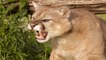 mountain lion information in Telugu  || puma ||wild cat species || cougar || puma hunting||