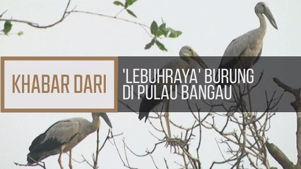 Khabar Dari Perak: 'Lebuhraya' burung di Pulau Bangau