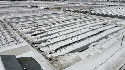 Kar nedeniyle 89 hayvan telef oldu, 600 dekar sera zarar gördü