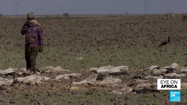 Kenya drought: Livelihoods lost as climate disaster grows