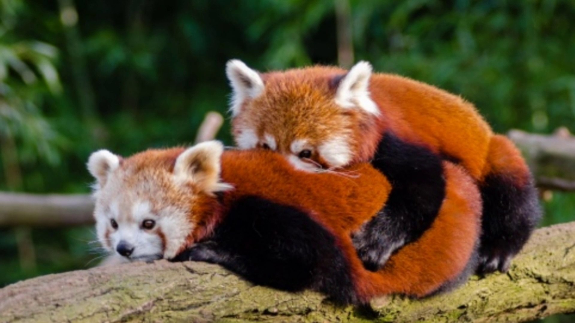 ⁣red panda || endangered animals || Indian animals ||  Indian wildlife ||animals||birds