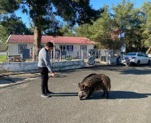 DOĞAL YAŞAMINA BIRAKILAN YABAN DOMUZU 'CEYAR', HER GÜN BAKIMEVİNE GELİYOR