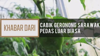 Khabar Dari Sarawak: Cabik geronong Sarawak pedas luar biasa