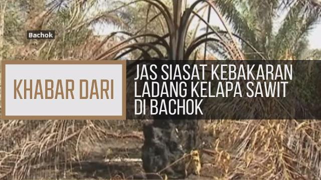 Khabar Dari Kelantan: JAS siasat kebakaran ladang kelapa sawit di Bachok