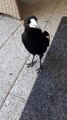 Magpie Makes Some Music