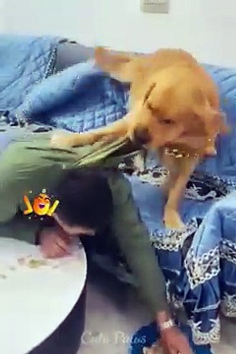 funniest cats 50