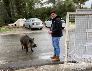 Bodrum'da yaban domuzunu elleriyle besliyorlar