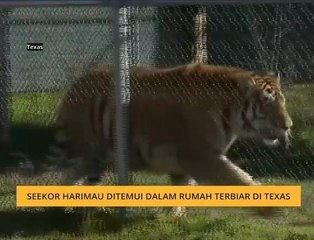 #Bualan 15 Feb: Seekor harimau ditemui dalam rumah terbiar di Texas