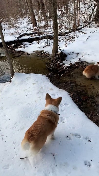 Corgi Being Chase Ends up Accidentally Doing a Polar Bear Plunge