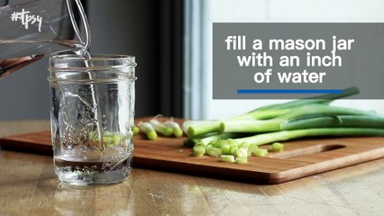 A Little Spring Project During Winter: Regrowing Green Onions in Nothing But Water!