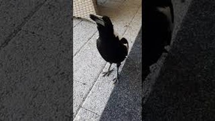 Magpie Makes Some Music