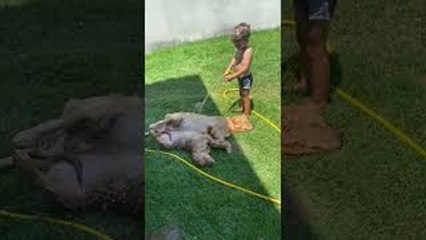 Kid Hoses off Golden Retriever Puppies on Hot Day