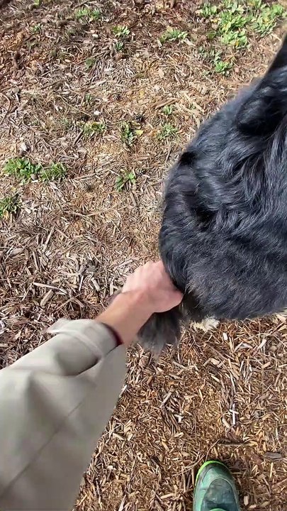 Using the Dog Jack