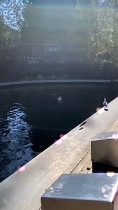 Dolphin Teasing a Seagull with a Fish