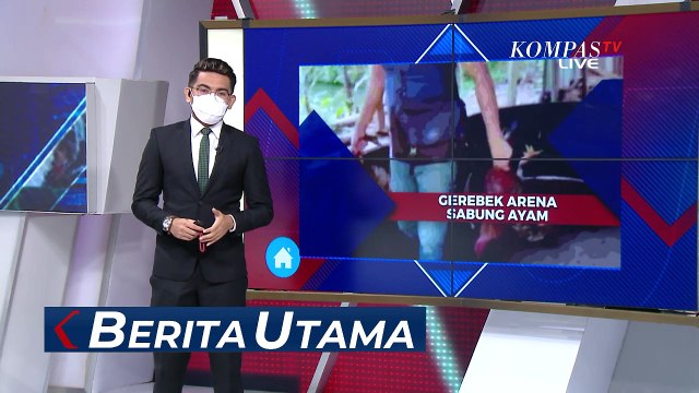 Para Penjudi Ditangkap Saat Penggrebekan di Arena Sabung Ayam