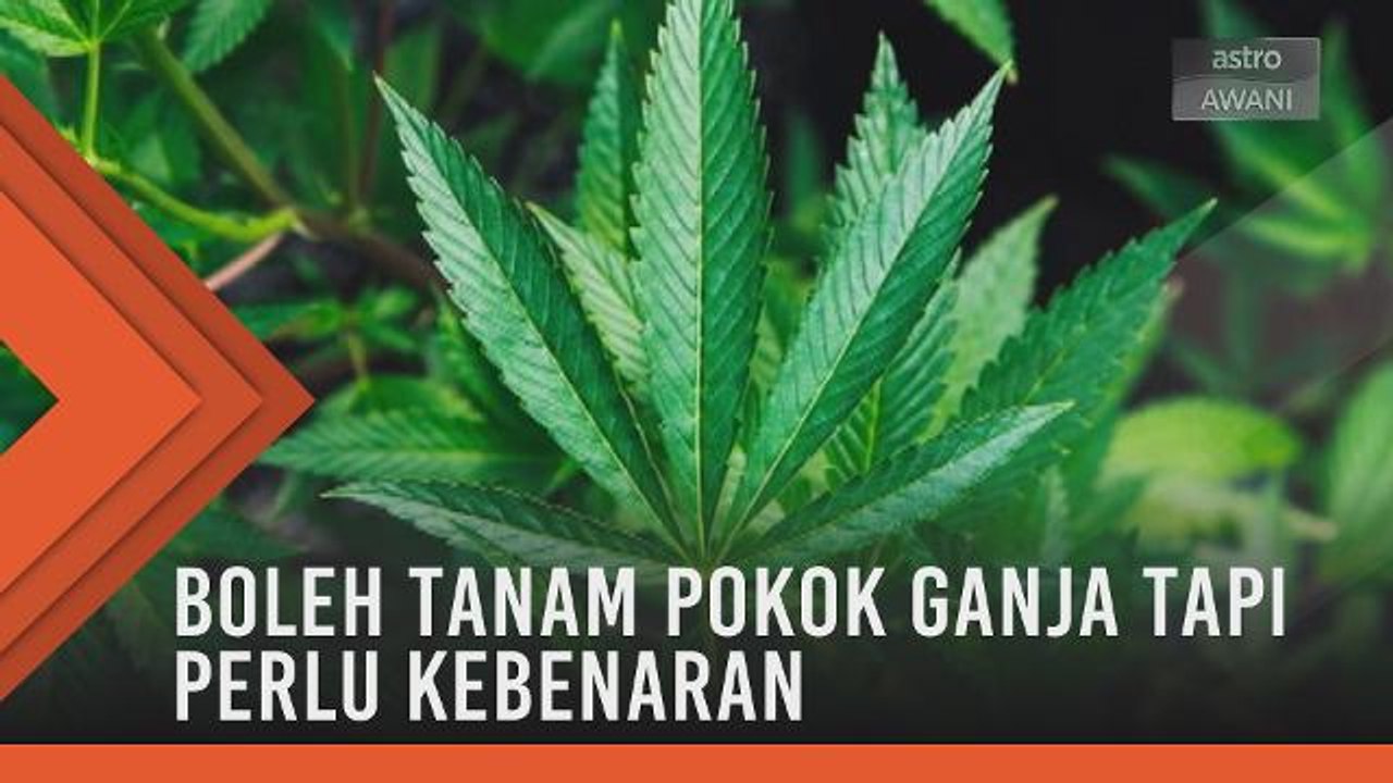 Boleh tanam pokok ganja tapi perlu kebenaran
