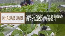 Khabar Dari Sarawak: Salad Sarawak ditanam di kawasan rendah