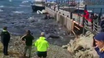 Arjantin’de yalancı katil balinalar kıyıya vurdu