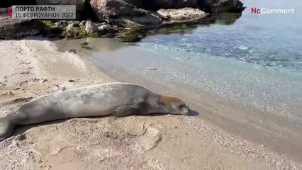 Ελλάδα: Φώκια βγήκε στην παραλία της Βραυρώνας